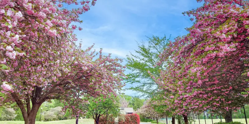 Nerima City: The Perfect Balance of Greenery and Urban Access