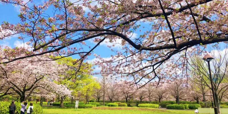 Sumida City: Tokyo’s Premier Riverside Hub for Expats in 2026